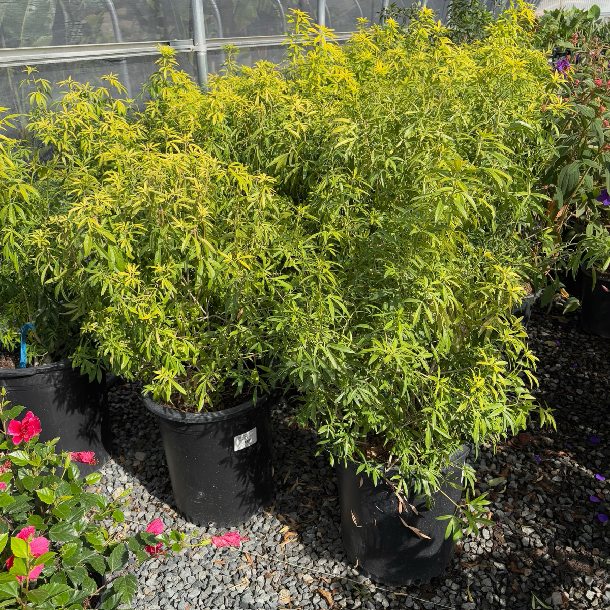 Gold Fingers Mexican Orange Blossom