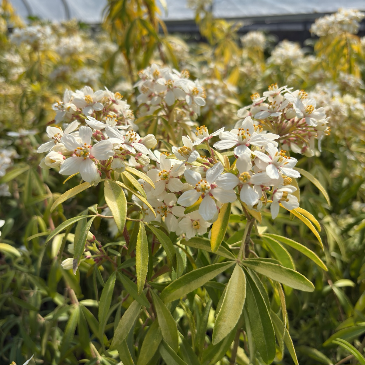 Gold Fingers Mexican Orange Blossom