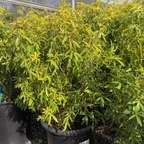 Gold Fingers Mexican Orange Blossom