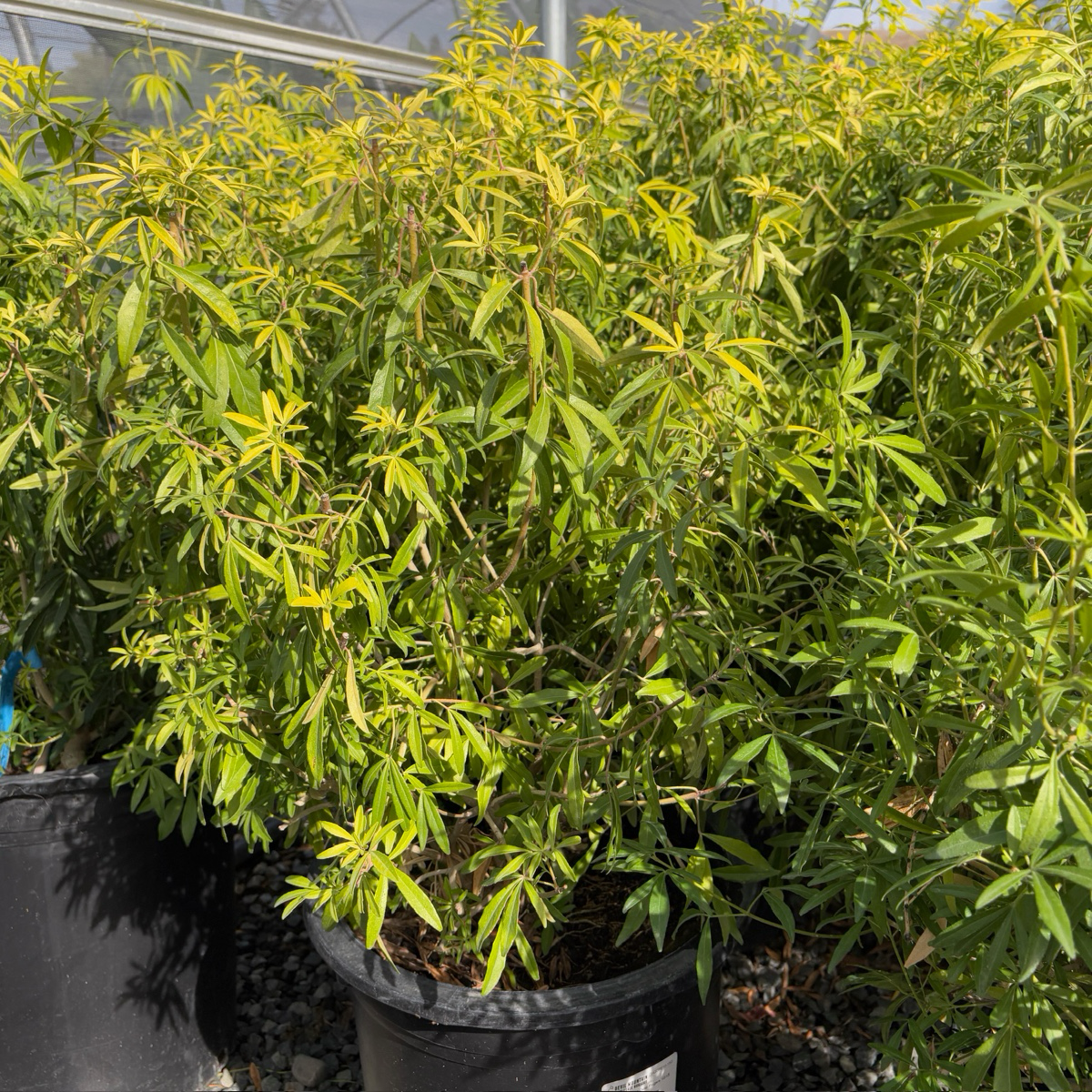 Gold Fingers Mexican Orange Blossom