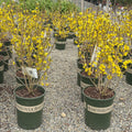 Gold Forsythia