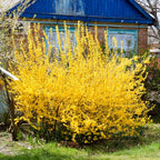 Gold Forsythia