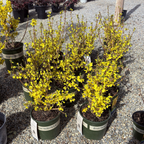 Gold Forsythia