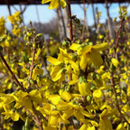 Gold Forsythia