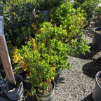 Gold Forsythia