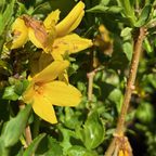 Gold Forsythia