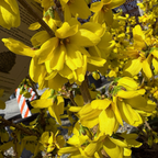 Gold Forsythia