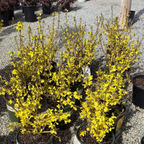 Gold Forsythia