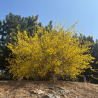 Gold Forsythia