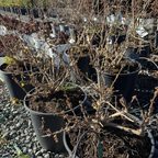  Gold Forsythia
