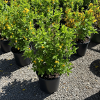 Gold Forsythia
