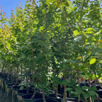 Gold Kist Apricot