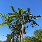 Gold Medallion Tree with stakes against a clear blue sky