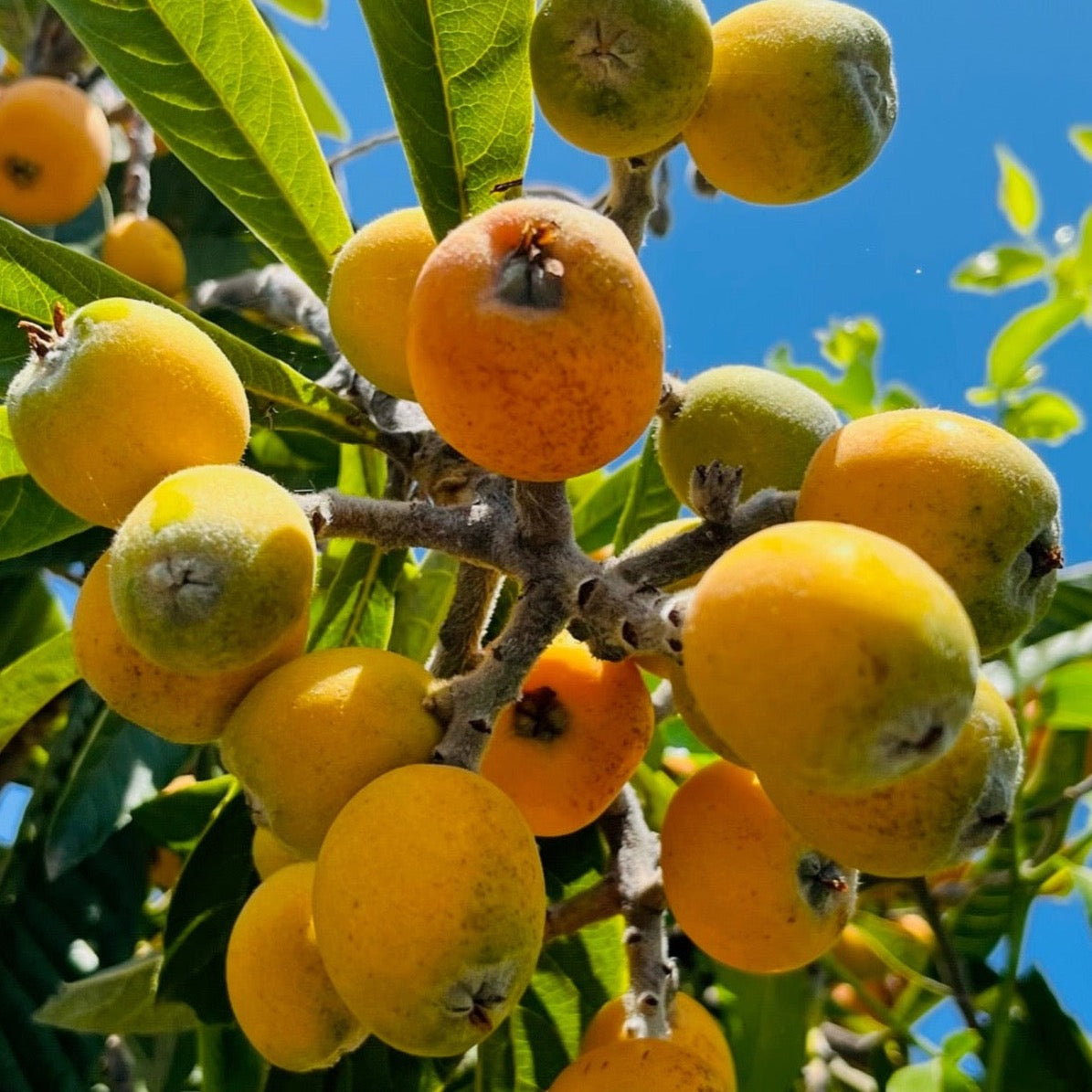 Gold Nugget Loquat on a tree branch with a clear blue sky background from victory nursery