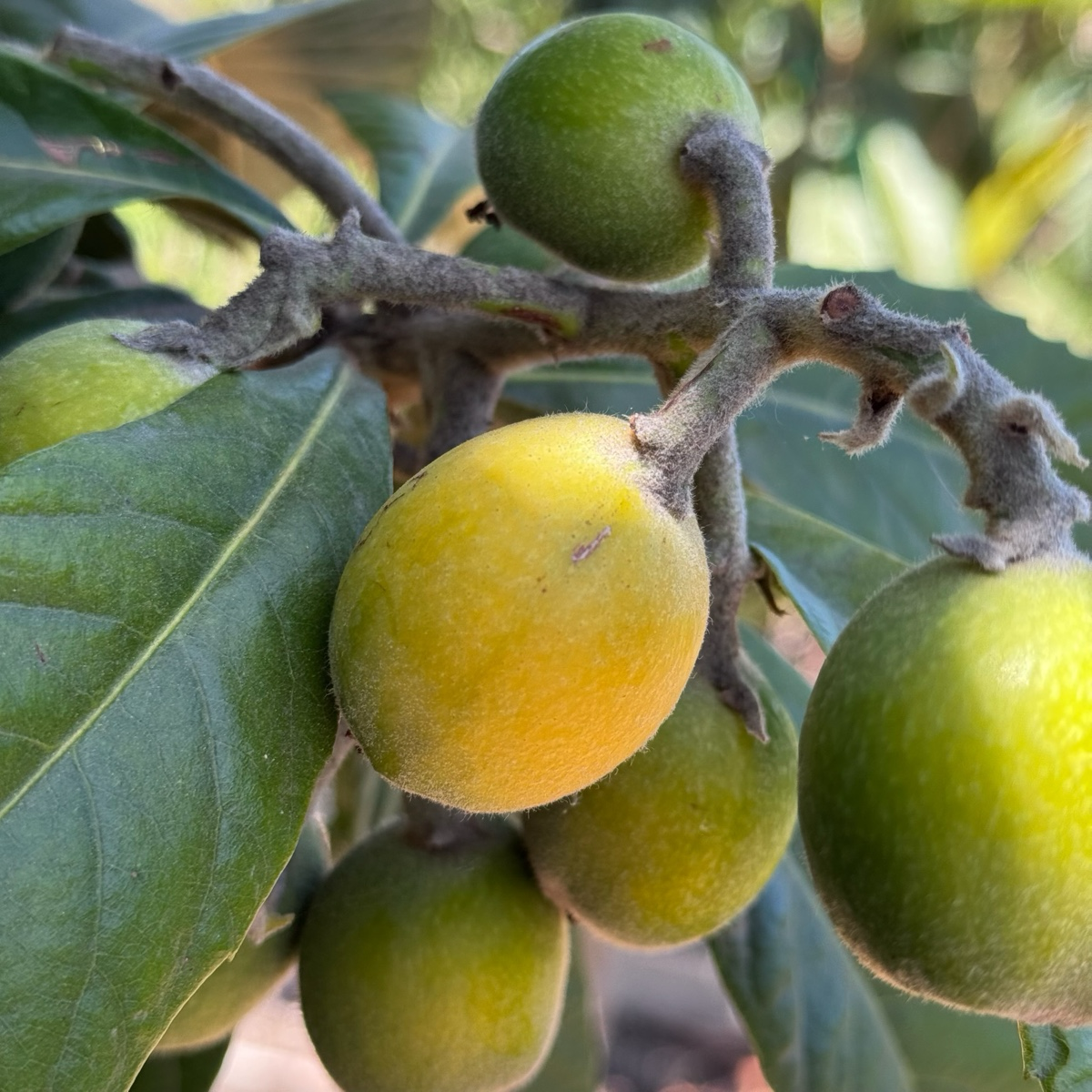 Yellow and green Gold Nugget Loquat fruits on a branch with leaves