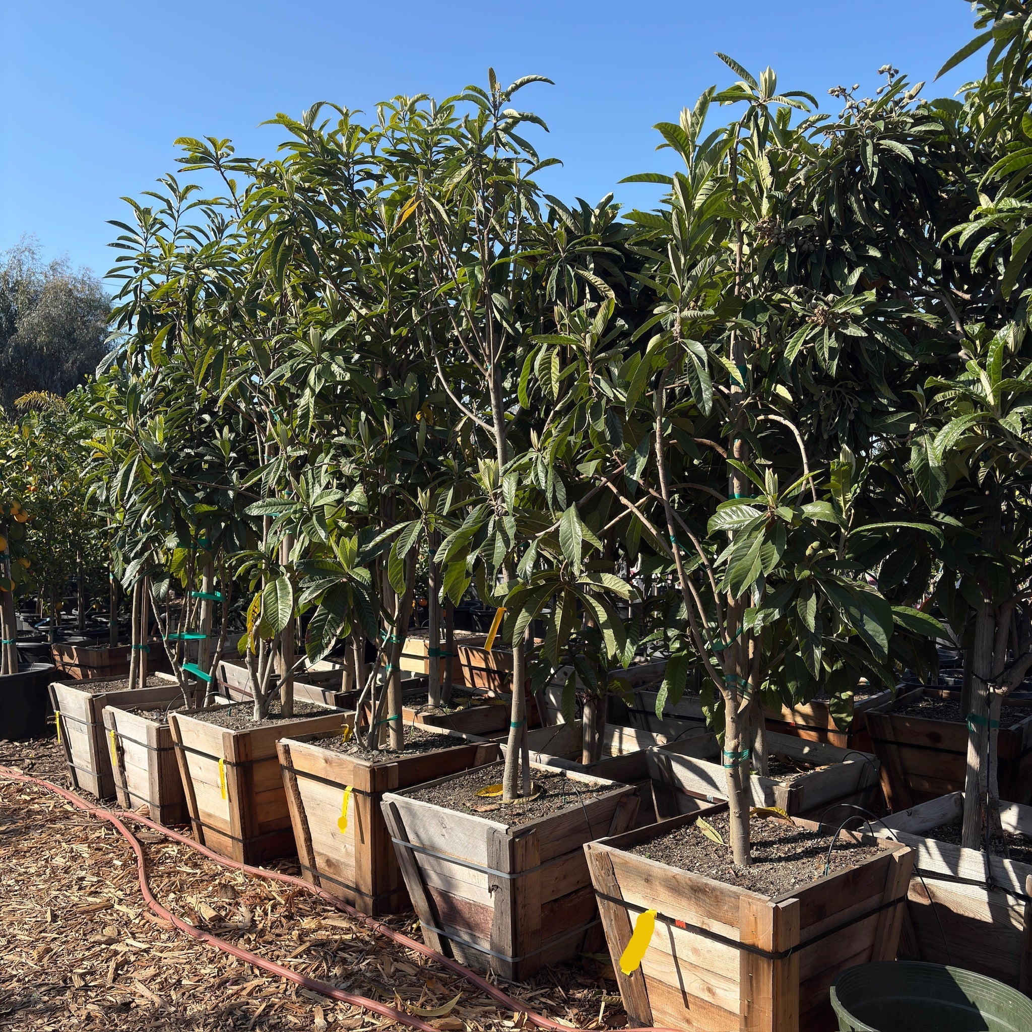 Row of 24 box potted Gold Nugget Loquat trees in the victory nursery setting with clear blue sky.