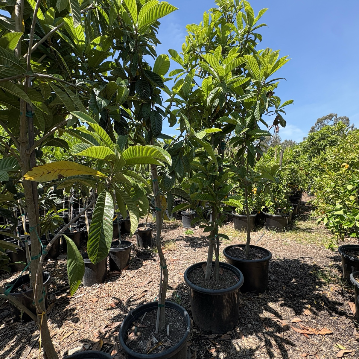 15 gallon potted wooden Gold Nugget Loquat trees in a garden setting with a clear blue sky in the victory nursery