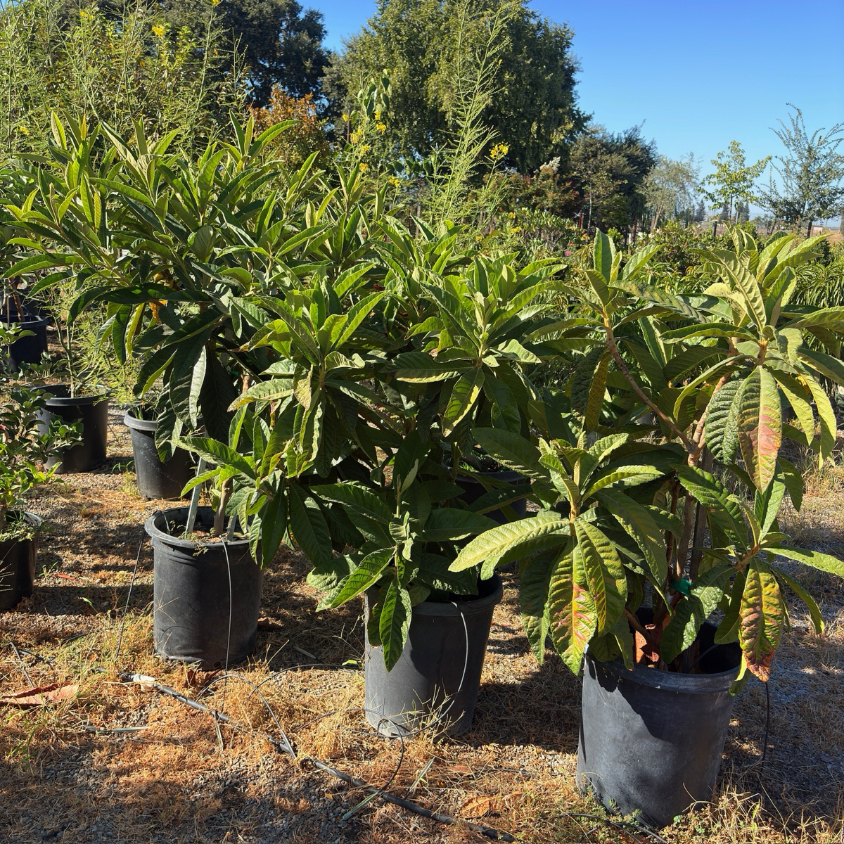 Gold Nugget Loquat Tree