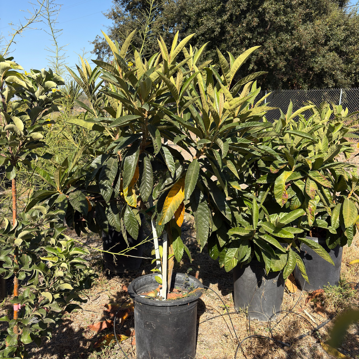 Gold Nugget Loquat Tree