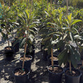 Gold Nugget Loquat Tree