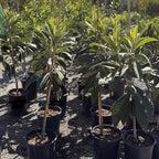 Gold Nugget Loquat Tree