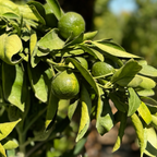 Gold Nugget Mandarin