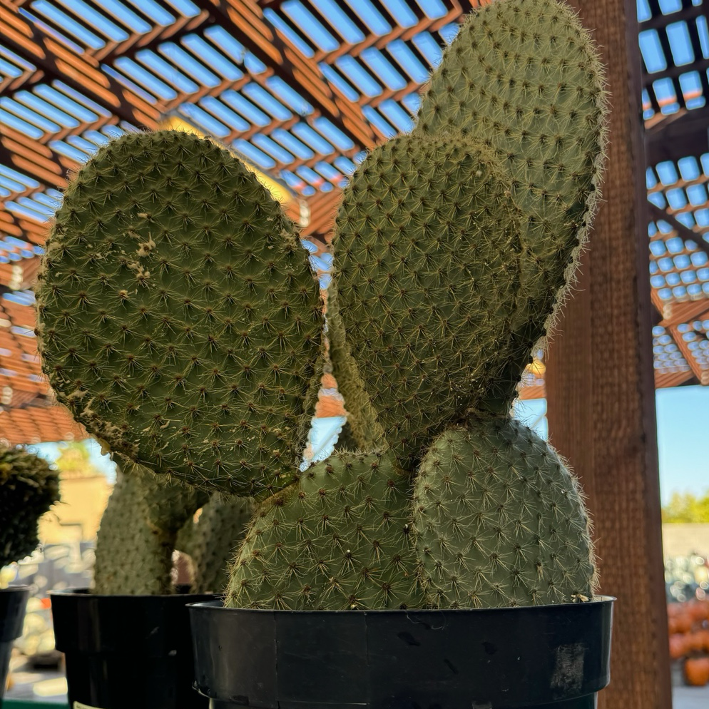 Gold Spine Prickly Pear Cactus