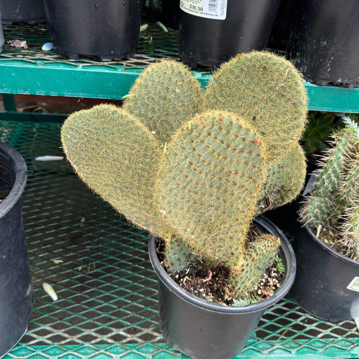 Gold Spine Prickly Pear Cactus