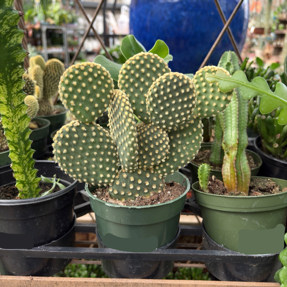 Gold Spine Prickly Pear Cactus