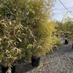 Golden Bamboo