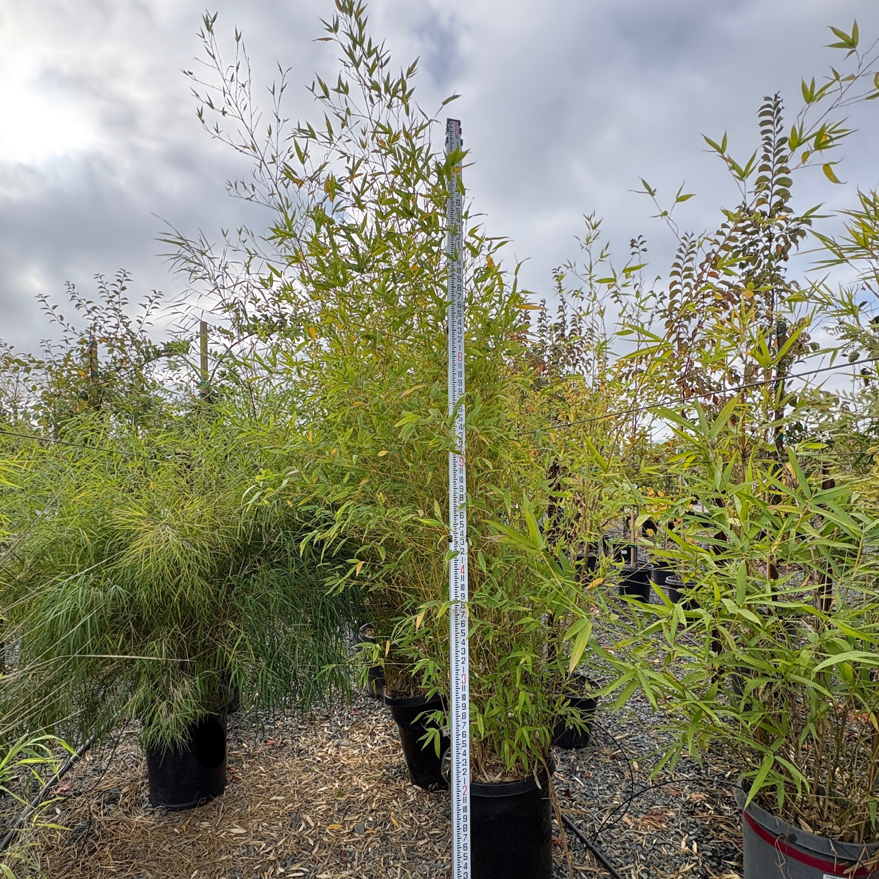 Golden Bamboo