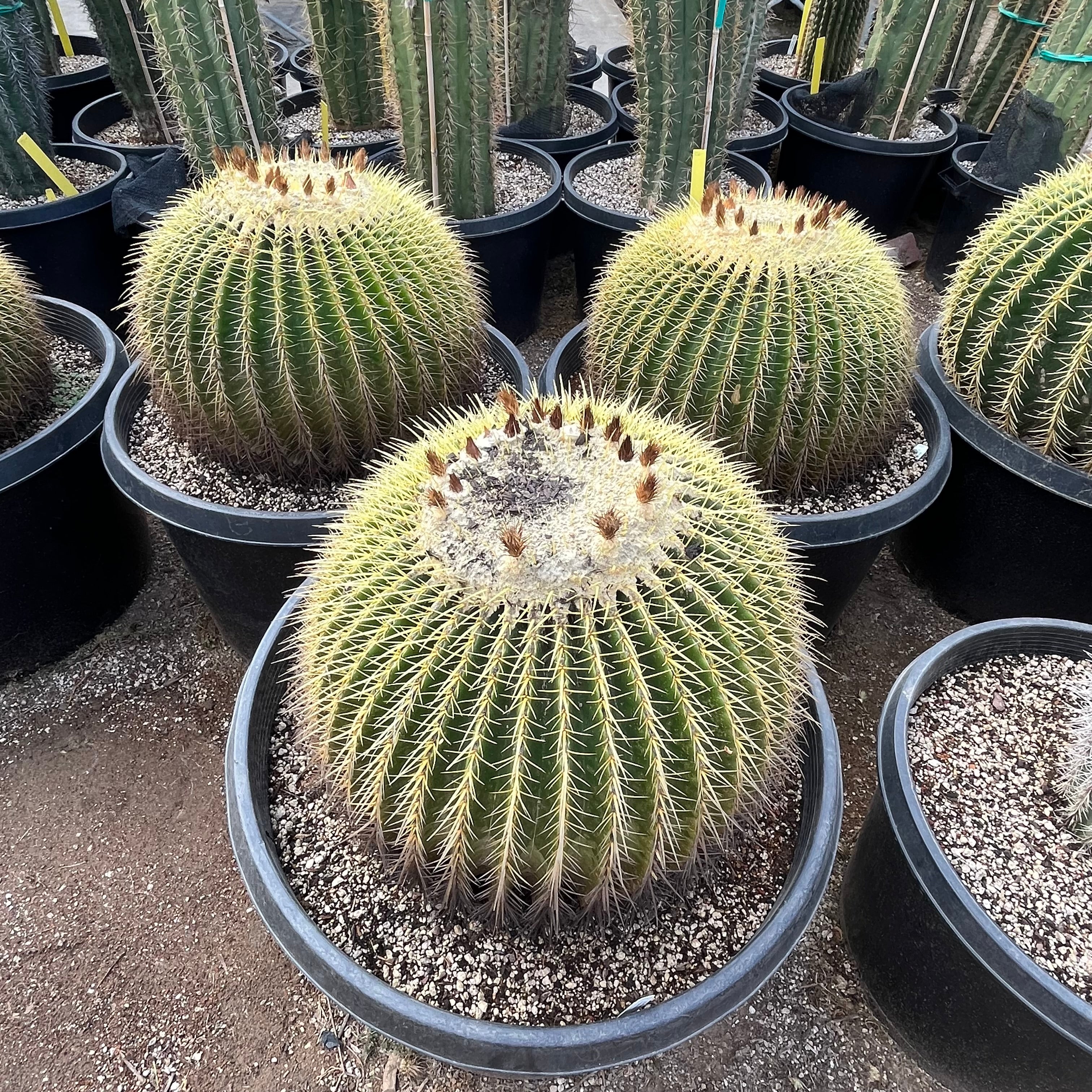Golden Baned Cactus