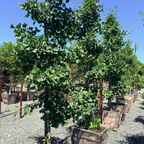 Golden Colonnade Ginkgo