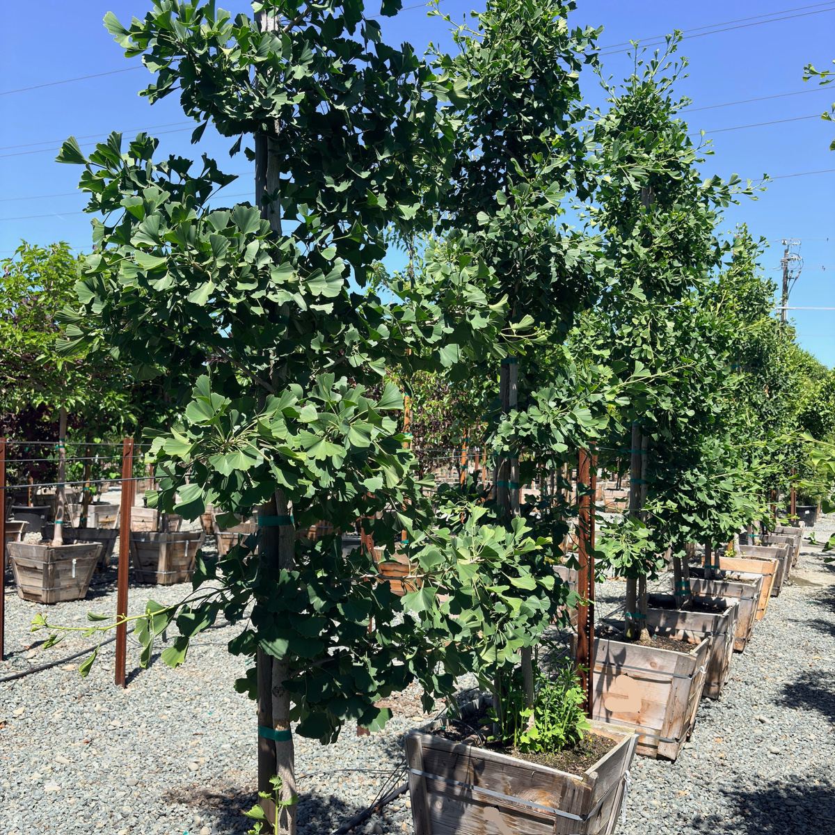 Golden Colonnade Ginkgo
