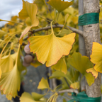 Golden Colonnade Ginkgo