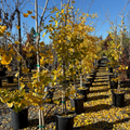 Golden Colonnade Ginkgo