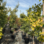 Golden Colonnade Ginkgo