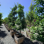 Golden Colonnade Ginkgo