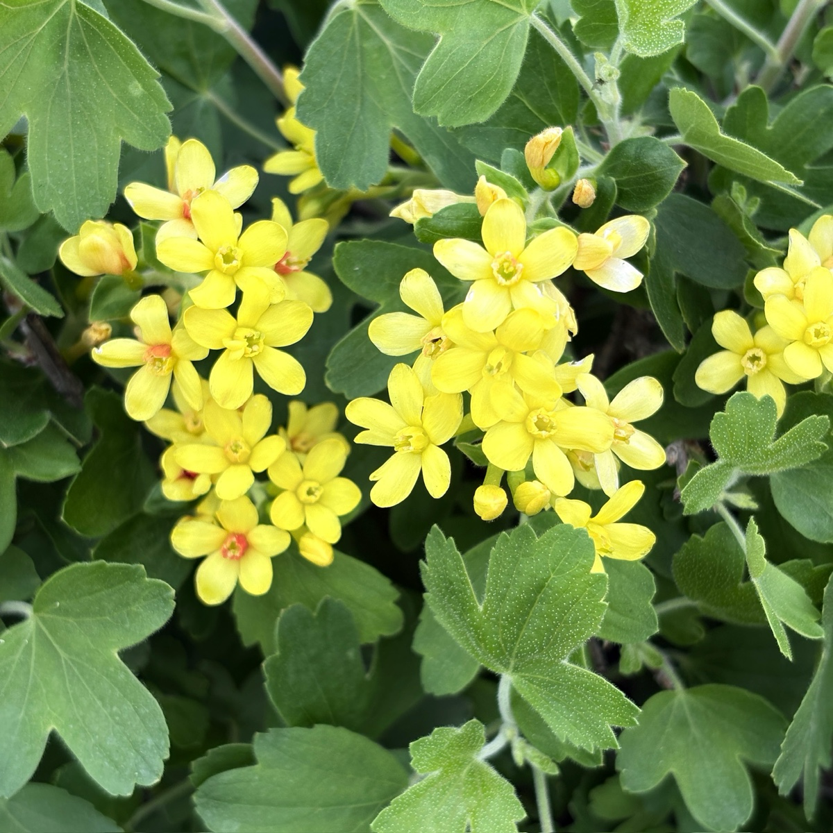 Golden Currant