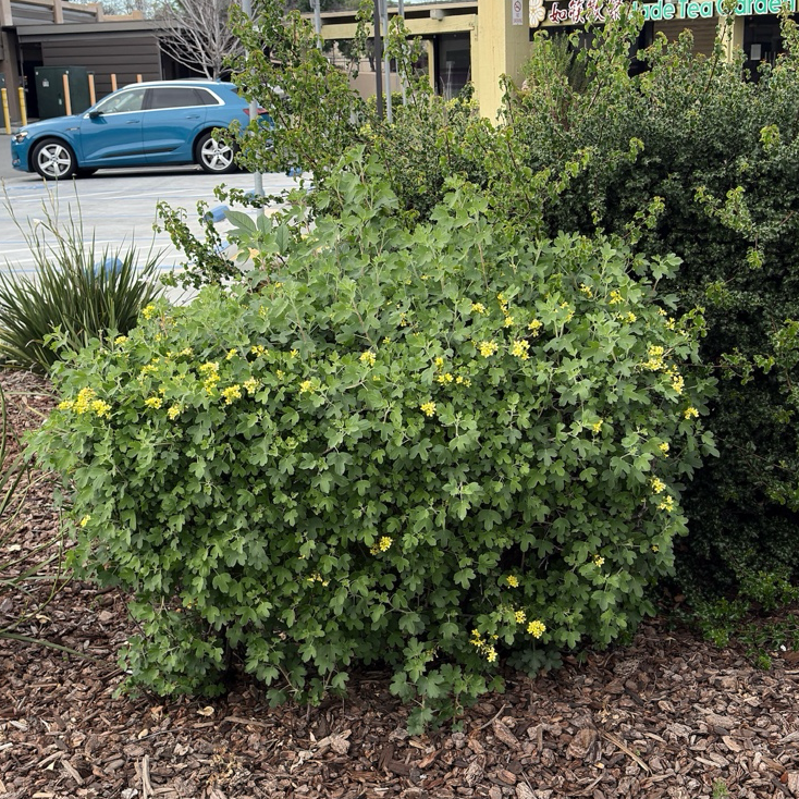 Golden Currant