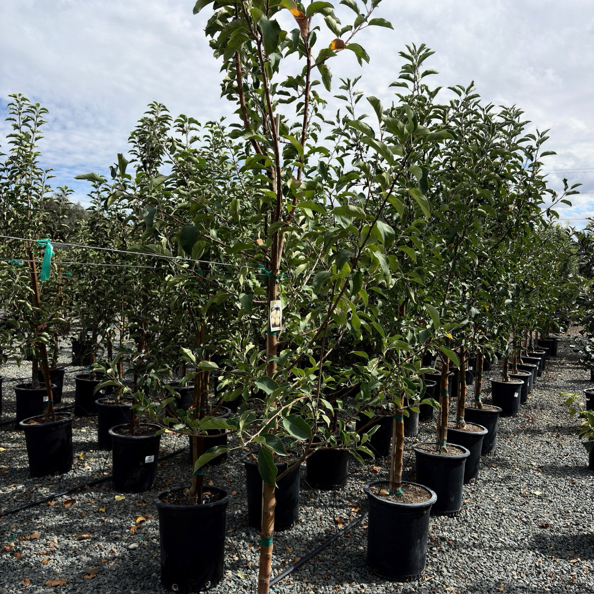 Row of potted Golden Delicious Apple trees in a nursery setting with a cloudy sky.