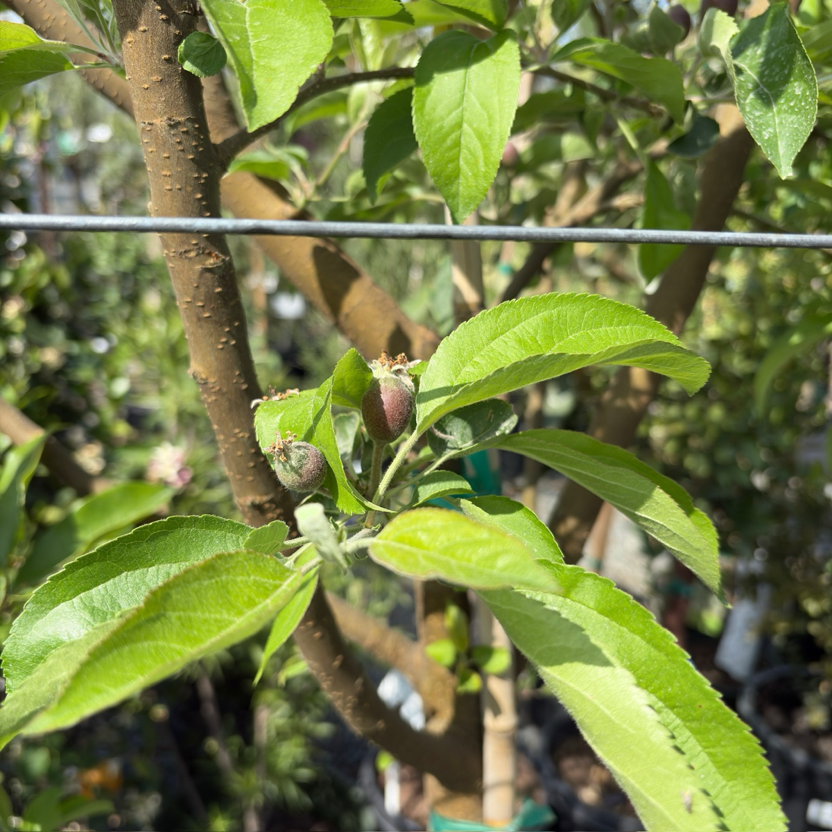Close-up of a Golden Delicious Apple tree branch with green leaves and small buds.