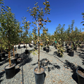 Golden Delicious Apple Tree