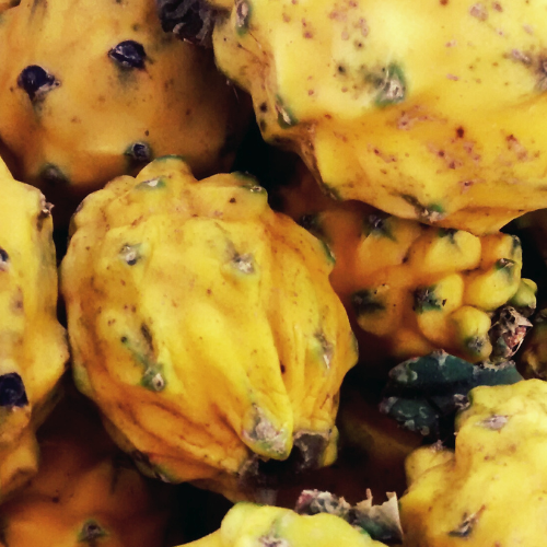 Golden Dragon Fruit