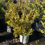 Golden Evergreen Euonymus