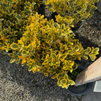 Golden Evergreen Euonymus
