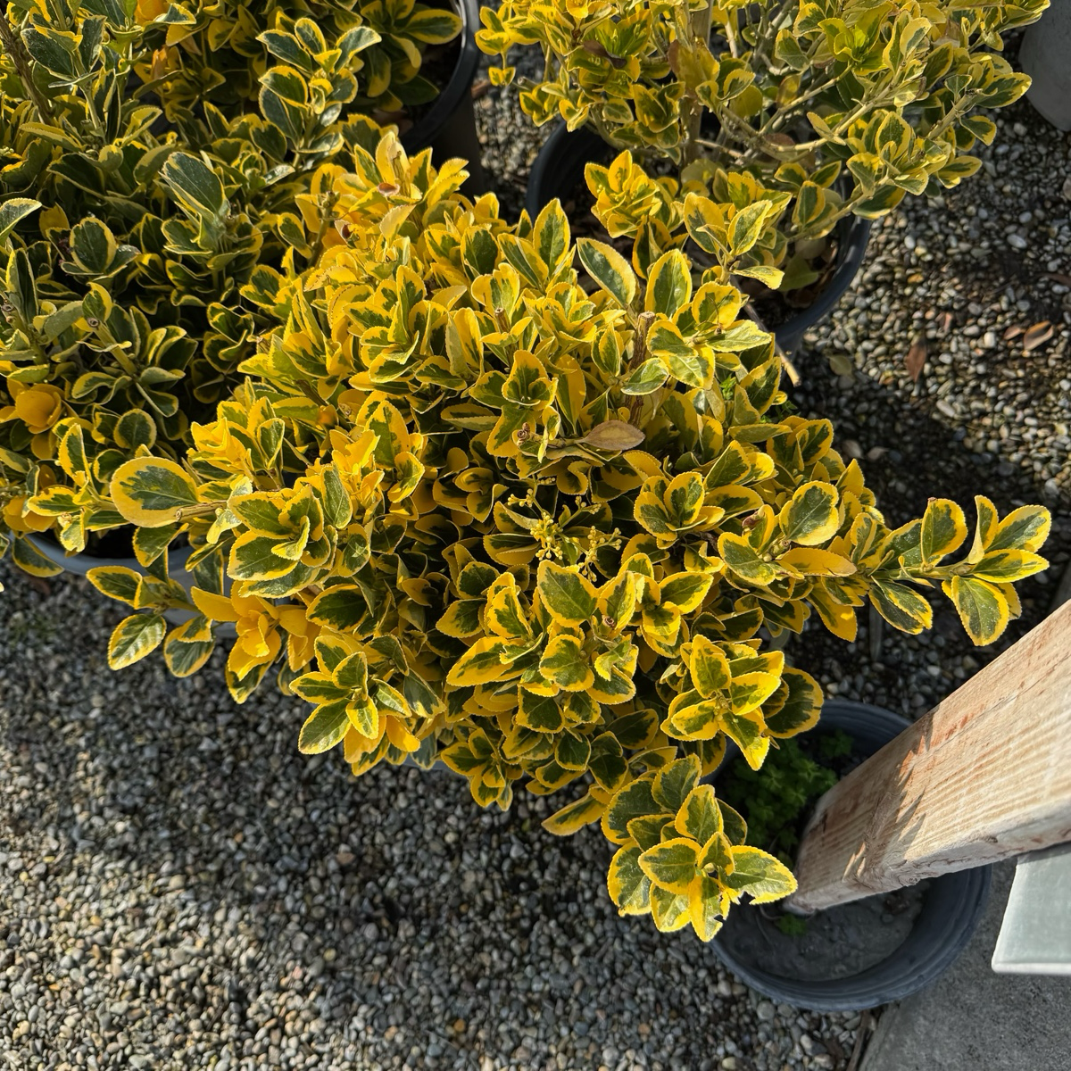 Golden Evergreen Euonymus