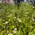 Golden Feverfew