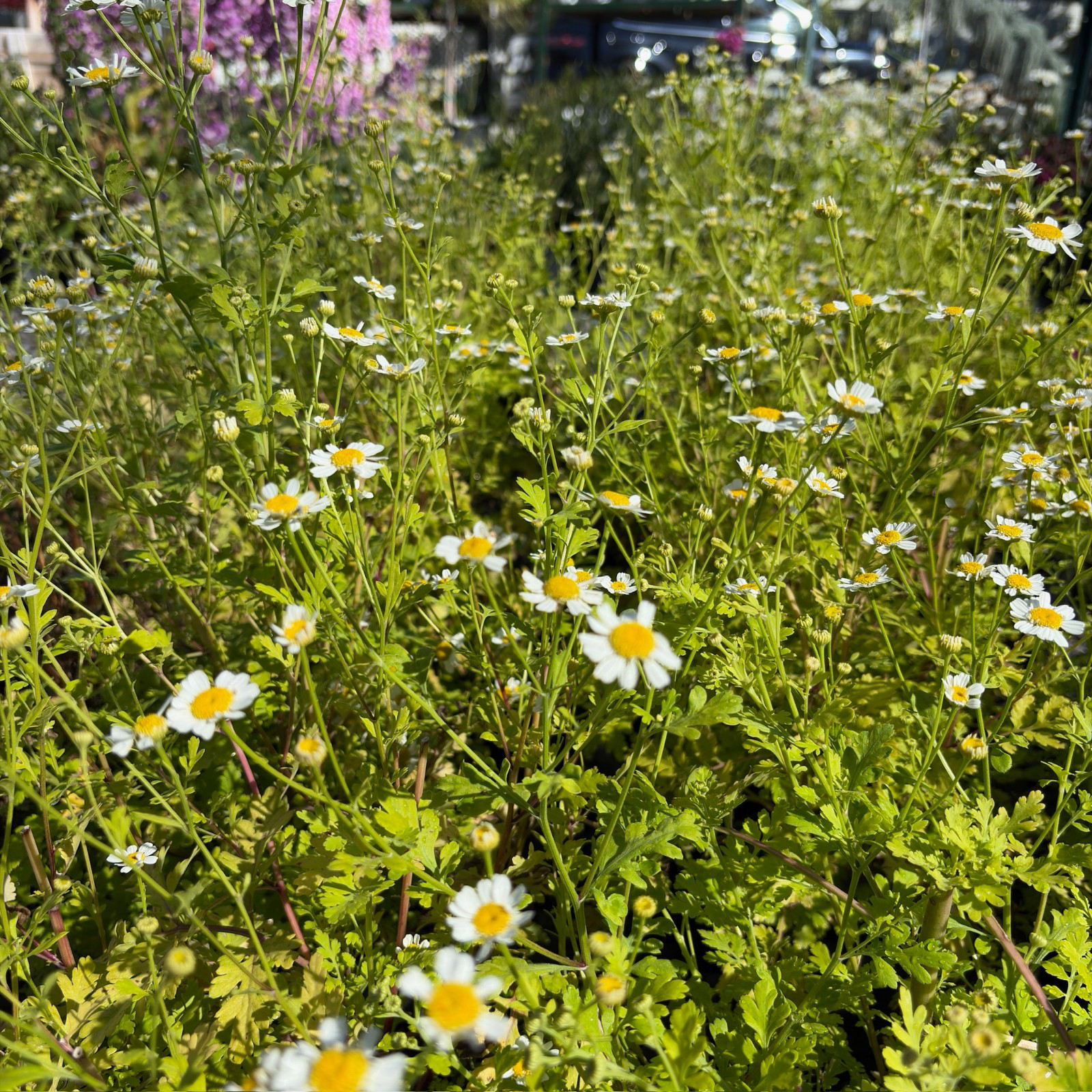 Golden Feverfew