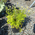 Golden Feverfew